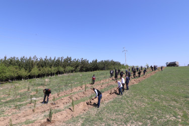 “Yaşıl dünya naminə həmrəylik ili” çərçivəsində Qazaxda növbəti ağacəkmə aksiyası keçirilib