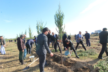 “Yaşıl dünya naminə həmrəylik ili” çərçivəsində rayonun Yuxarı Salahlı kəndində  ağacəkmə aksiyası keçirilmişdir