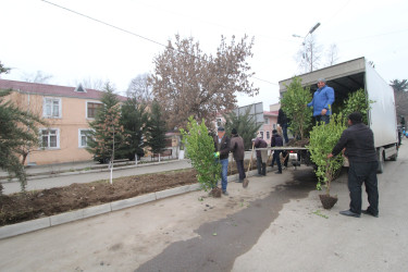 Qazaxın Nəriman Nərimanov yaşayış massivində çoxmənzilli yaşayış binalarının qarşısına yaşıllıq salınır