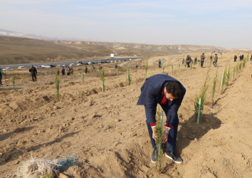 Qazaxda "Türk dövlətləri milli ağaclandırma günü"nə həsr olunmuş ağacəkmə aksiyası keçirilib