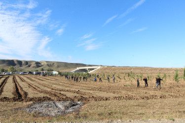 “Yaşıl dünya naminə həmrəylik ili” çərçivəsində rayonun Yuxarı Salahlı kəndində  ağacəkmə aksiyası keçirilmişdir