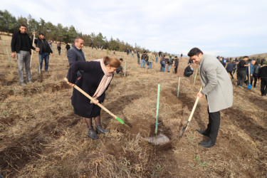 Qazaxda “Heydər Əliyev İli” çərçivəsində növbəti ağacəkmə aksiyası keçirilib