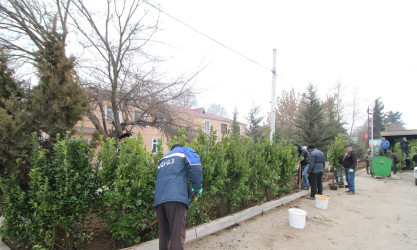 Qazaxın Nəriman Nərimanov yaşayış massivində çoxmənzilli yaşayış binalarının qarşısına yaşıllıq salınıb