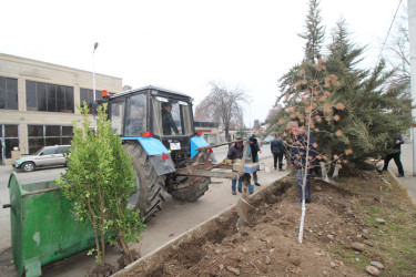 Qazaxın Nəriman Nərimanov yaşayış massivində çoxmənzilli yaşayış binalarının qarşısına yaşıllıq salınıb