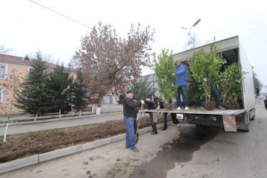 Qazaxın Nəriman Nərimanov yaşayış massivində çoxmənzilli yaşayış binalarının qarşısına yaşıllıq salınır