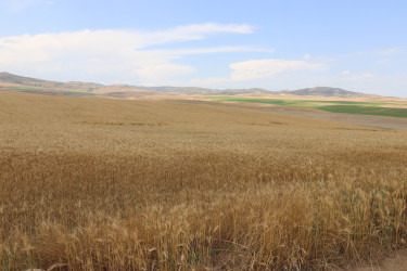 İcra başçısı İkinci Şıxlı kəndində fəaliyyət göstərən “Qazax Aqropark”da olub, kartof və taxıl sahələrinə baxış keçirib