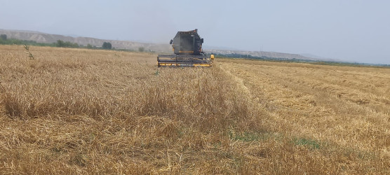 Qazaxda arpa biçini davam edir