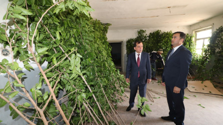 Qazaxda Prezident Administrasiyasının nümayəndəsi və İcra başçısı rayonun Kosalar kəndində ipəkqurdunun mövcud vəziyyəti ilə maraqlanıblar