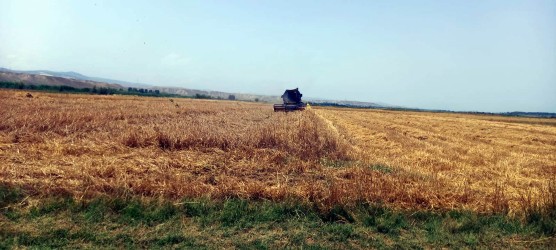 Qazaxda arpa biçini davam edir