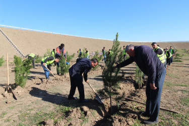 “Yaşıl dünya naminə həmrəylik ili” çərçivəsində Qazaxda ağacəkmə aksiyası davam edir