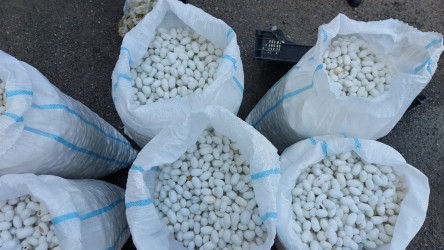 Qazaxda artıq barama tədarükünə başlanılıb