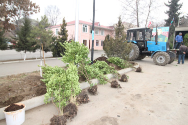 Qazaxın Nəriman Nərimanov yaşayış massivində çoxmənzilli yaşayış binalarının qarşısına yaşıllıq salınır