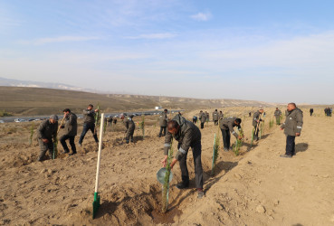 Qazaxda "Türk dövlətləri milli ağaclandırma günü"nə həsr olunmuş ağacəkmə aksiyası keçirilib