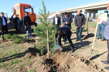 “Yaşıl dünya naminə həmrəylik ili” çərçivəsində Qazaxda ağacəkmə aksiyası davam edir