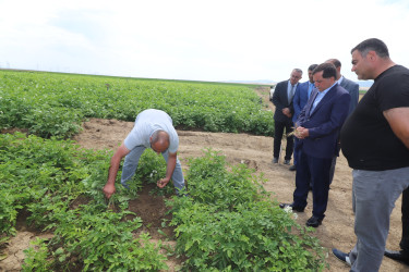 İcra başçısı İkinci Şıxlı kəndində fəaliyyət göstərən “Qazax Aqropark”da olub, kartof və taxıl sahələrinə baxış keçirib