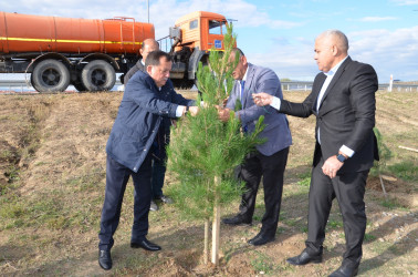 Qazaxda “Yaşıl dünya naminə həmrəylik ili” çərçivəsində keçirilən ağacəkmə aksiyası bu gün də davam edib