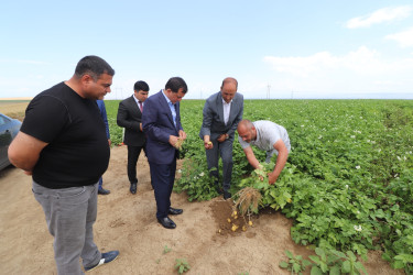 İcra başçısı İkinci Şıxlı kəndində fəaliyyət göstərən “Qazax Aqropark”da olub, kartof və taxıl sahələrinə baxış keçirib