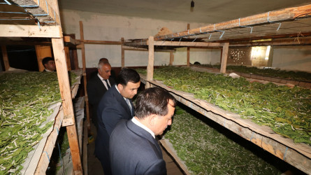 Qazaxda Prezident Administrasiyasının nümayəndəsi və İcra başçısı rayonun Kosalar kəndində ipəkqurdunun mövcud vəziyyəti ilə maraqlanıblar