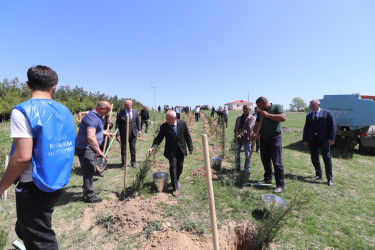 “Yaşıl dünya naminə həmrəylik ili” çərçivəsində Qazaxda növbəti ağacəkmə aksiyası keçirilib