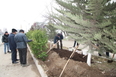 Qazaxın Nəriman Nərimanov yaşayış massivində çoxmənzilli yaşayış binalarının qarşısına yaşıllıq salınır