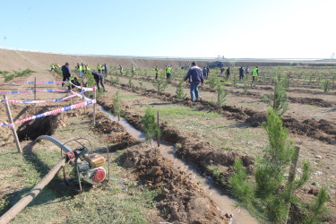 “Yaşıl dünya naminə həmrəylik ili” çərçivəsində Qazaxda ağacəkmə aksiyası davam edir