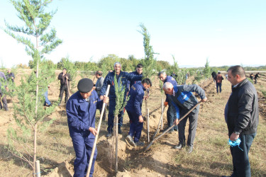 “Yaşıl dünya naminə həmrəylik ili” çərçivəsində rayonun Yuxarı Salahlı kəndində  ağacəkmə aksiyası keçirilmişdir