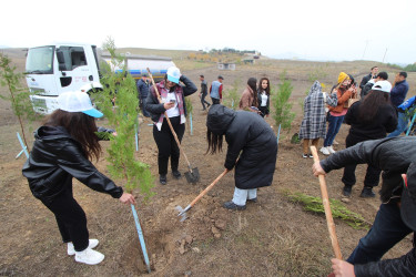 YAP-ın təsis edilməsinin 30 illiyi ilə əlaqədar Qazaxda ağacəkmə aksiyası keçirilib