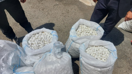 Qazaxda barama tədarükü davam edir