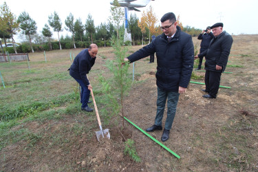 YAP-ın təsis edilməsinin 30 illiyi ilə əlaqədar Qazaxda ağacəkmə aksiyası keçirilib