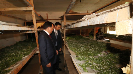 Qazaxda Prezident Administrasiyasının nümayəndəsi və İcra başçısı rayonun Kosalar kəndində ipəkqurdunun mövcud vəziyyəti ilə maraqlanıblar