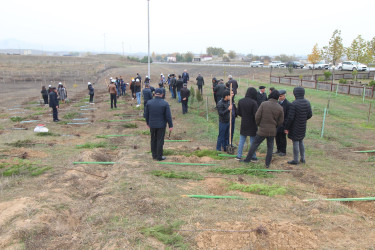 YAP-ın təsis edilməsinin 30 illiyi ilə əlaqədar Qazaxda ağacəkmə aksiyası keçirilib