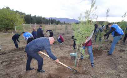 Qazaxda “Vətən Bağı” adlı ağacəkmə aksiyası keçirilib