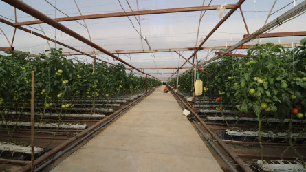 İcra başçısı “Əsədoğlu Group” MMC-yə məxsus müəssisənin təsərrüfat sahəsinin fəaliyyəti ilə tanış olub