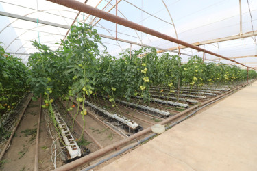 İcra başçısı “Əsədoğlu Group” MMC-yə məxsus müəssisənin təsərrüfat sahəsinin fəaliyyəti ilə tanış olub