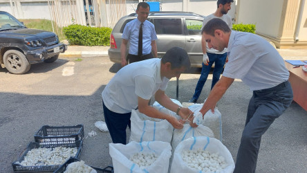 Qazaxda artıq barama tədarükünə başlanılıb