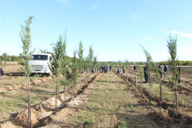 “Yaşıl dünya naminə həmrəylik ili” çərçivəsində rayonun Yuxarı Salahlı kəndində  ağacəkmə aksiyası keçirilmişdir