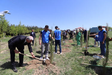 “Yaşıl dünya naminə həmrəylik ili” çərçivəsində Qazaxda növbəti ağacəkmə aksiyası keçirilib