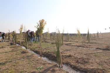 Qazaxda “Konstitusiya və Suverenlik İli” ilə əlaqədar ağacəkmə aksiyası keçirilib 11.03.2025