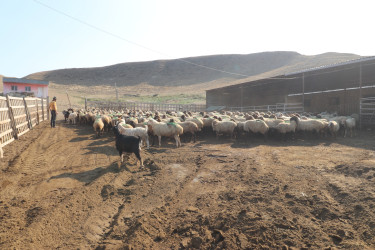 Qazaxda 2026-2030-cu illər üçün Dövlət Proqramının icrası ilə bağlı rayonun kəndlərində aqroparka və iri fermer təsərrüfatlarına baxış keçirilib 15.09.2026