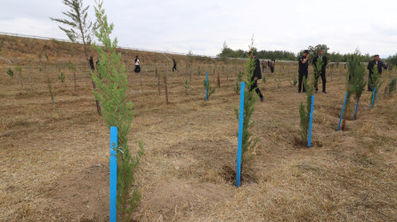 Qazaxda 27 Sentyabr - Anım Günü ilə əlaqədar Vətən müharibəsi şəhidlərinin xatirəsinə həsr olunmuş ağacəkmə aksiyası keçirilib 18.09.2025