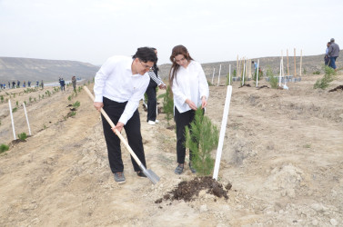 Qazaxda 8 Noyabr – Zəfər Gününün beşinci ildönümünə həsr olunmuş ağacəkmə aksiyası keçirilib 05.11.2025