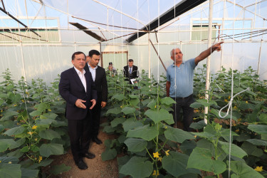 Qazaxda 2026-2030-cu illər üçün Dövlət Proqramının icrası ilə bağlı rayonun kəndlərində aqroparka və iri fermer təsərrüfatlarına baxış keçirilib 15.09.2026