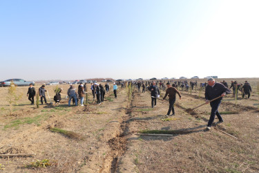 Qazaxda “Konstitusiya və Suverenlik İli” ilə əlaqədar ağacəkmə aksiyası keçirilib 11.03.2025
