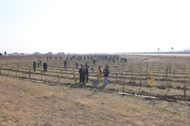 Qazaxda “Konstitusiya və Suverenlik İli” ilə əlaqədar ağacəkmə aksiyası keçirilib 11.03.2025