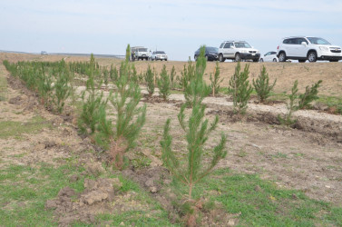 Qazaxda 8 Noyabr – Zəfər Gününün beşinci ildönümünə həsr olunmuş ağacəkmə aksiyası keçirilib 05.11.2025