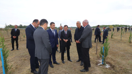 Qazaxda 27 Sentyabr - Anım Günü ilə əlaqədar Vətən müharibəsi şəhidlərinin xatirəsinə həsr olunmuş ağacəkmə aksiyası keçirilib 18.09.2025