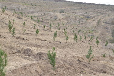 Qazaxda 8 Noyabr – Zəfər Gününün beşinci ildönümünə həsr olunmuş ağacəkmə aksiyası keçirilib 05.11.2025