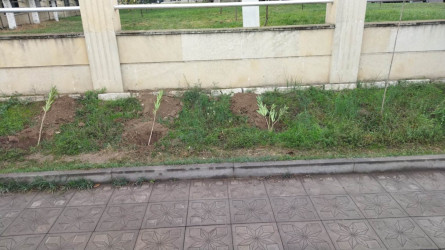 Qazaxda 8 Noyabr – Zəfər Gününün beşinci ildönümünə həsr olunmuş ağacəkmə aksiyası keçirilib 05.11.2025