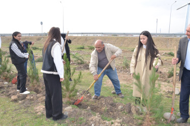 Qazaxda 8 Noyabr – Zəfər Gününün beşinci ildönümünə həsr olunmuş ağacəkmə aksiyası keçirilib 05.11.2025