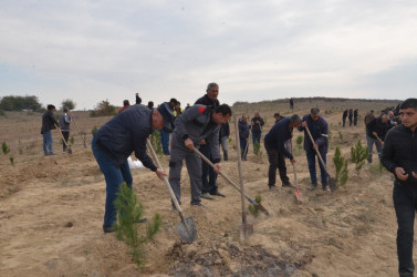 Qazaxda 8 Noyabr – Zəfər Gününün beşinci ildönümünə həsr olunmuş ağacəkmə aksiyası keçirilib 05.11.2025